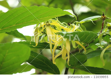 伊朗伊朗 11039955