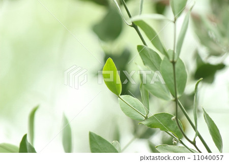 荷荷巴葉 11040057