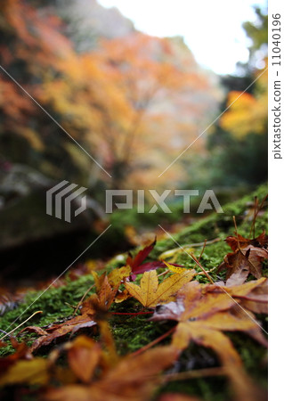 落葉 11040196