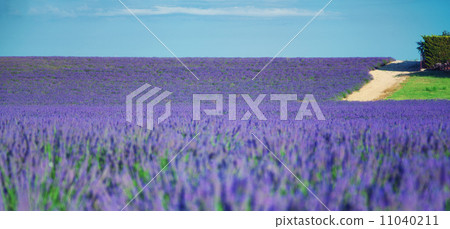 Lavender field 11040211