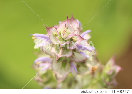 Clarice sage 11040267