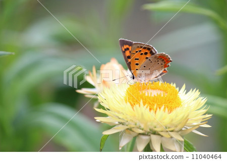 Lycaena phlaeas Lycaena phlaeas 11040464