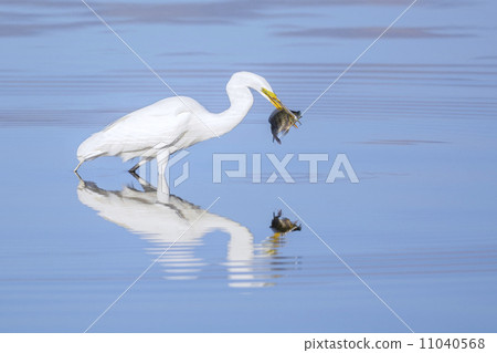 Daisuke and tilapia 11040568