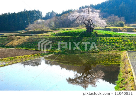 Ozawa's cherry tree Ozawa's cherry tree 11040831