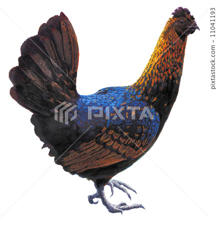 Chicken Chicken 11041193