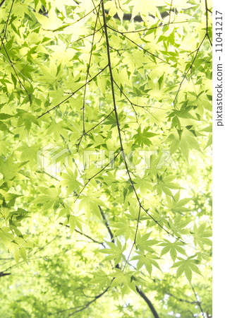 Fresh green leaves Fresh green leaves 11041217
