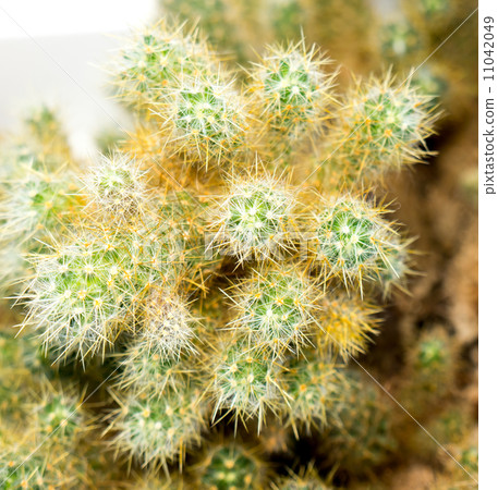 Cactus. Cactus. 11042049