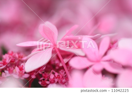 Hydrangea macro 11042225