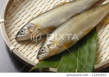 天然阿玉 11042603