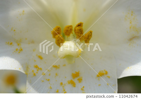 easter lily 11042674