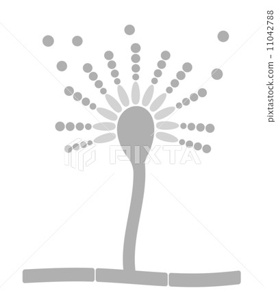 真菌的活體 真菌的活體 11042788