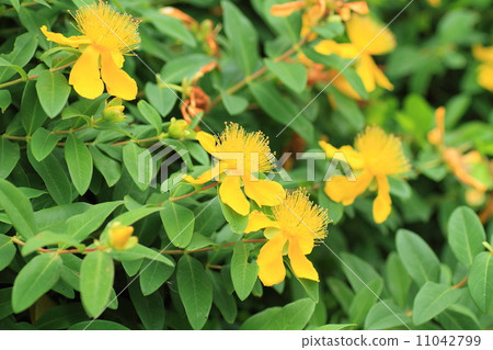 Flowers of Quincebai Flowers of Quincebai 11042799