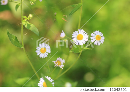 Himejoon flower 11042801