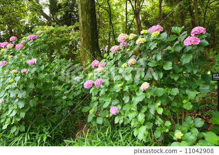 hydrangea flower hydrangea flower 11042908