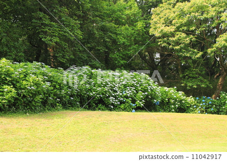 hydrangea flower hydrangea flower 11042917