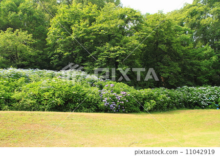 hydrangea flower hydrangea flower 11042919