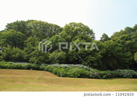 hydrangea flower hydrangea flower 11042920