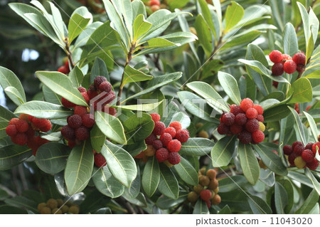 天然植物yamamomo水果，你可以照原樣吃這種顏色 11043020