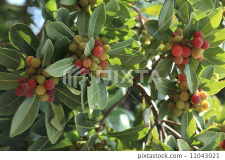 Natural plant Yamamomo fruit, please bear the harvest until it colors a little more 11043021