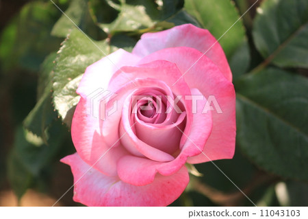 玫瑰花 11043103