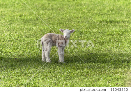一隻小羊 一隻小羊 11043330