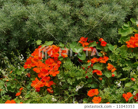 旱金蓮屬 11043353