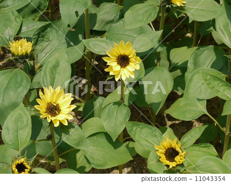 Hime sunflower 11043354