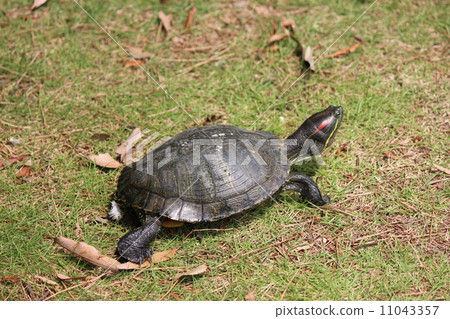 Mississippi red turtle Mississippi red turtle 11043357