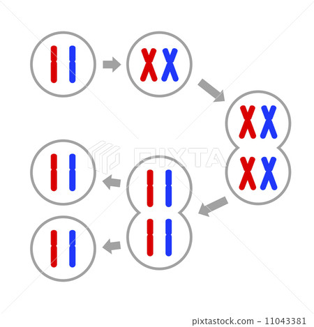 Cell division 11043381