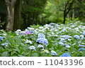 The blue hydrangeas 11043396