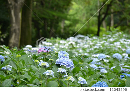 藍色繡球花 藍色繡球花 11043396
