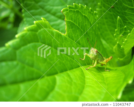 Cute grasshopper's child on hydrangea's leaves 11043747