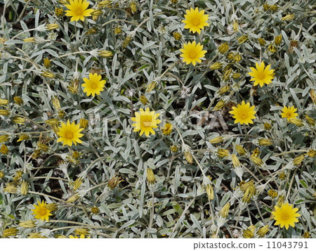 勳章菊屬 11043791