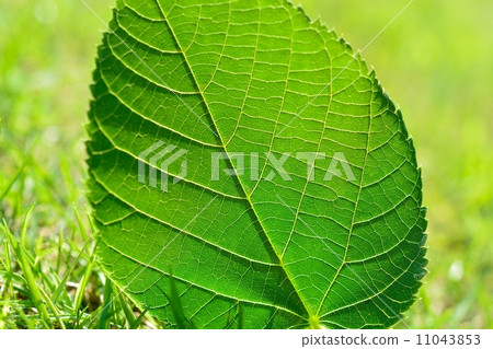 菩提樹年輕葉子 菩提樹年輕葉子 11043853