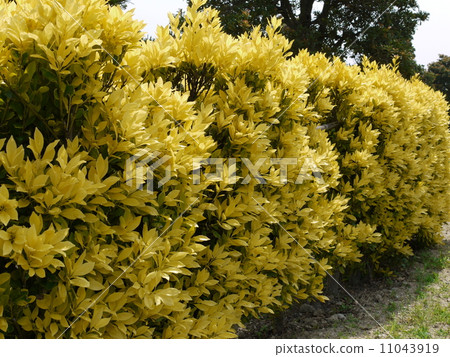 Euonymus japonicus Euonymus japonicus 11043919