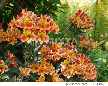 Aristo Romelia 11043920