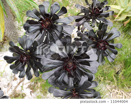 Black lawyer 11044004