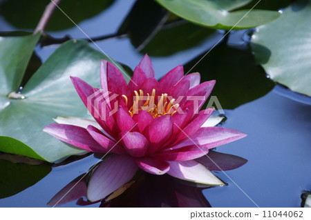 隨著睡蓮太陽升起,鮮花開放,但現在是下午晚些時候。 隨著睡蓮太陽升起,鮮花開放,但現在是下午晚些時候。 11044062