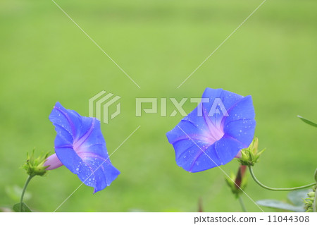 Ryukyu morning glory 11044308