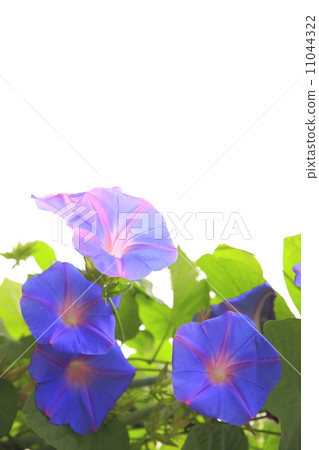 Ryukyu morning glory Ryukyu morning glory 11044322