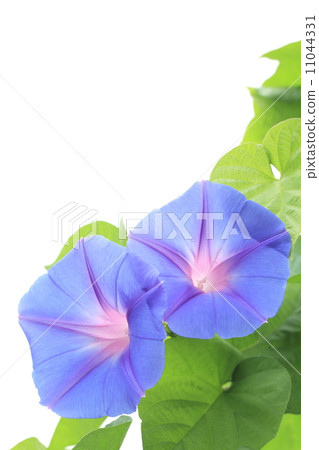 Ryukyu morning glory 11044331