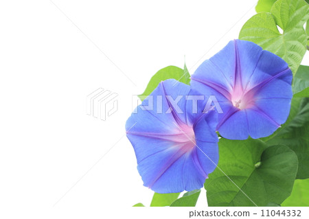 Ryukyu morning glory Ryukyu morning glory 11044332