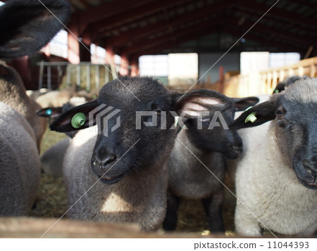 Black face lambs 11044393