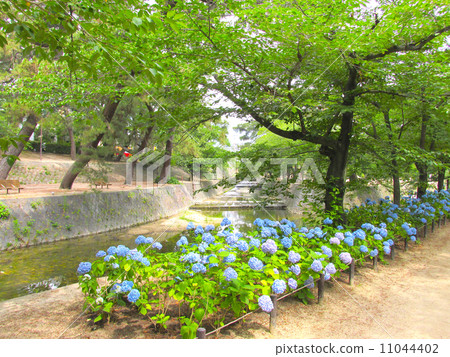 Ajikawa的繡球花 11044402