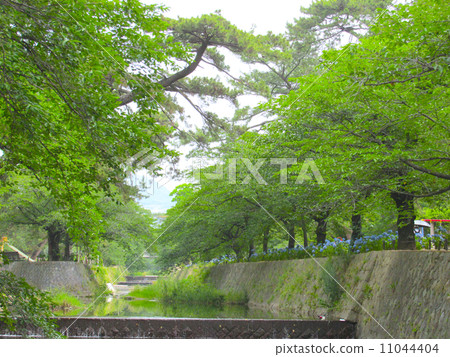 Ajikawa的繡球花 11044404