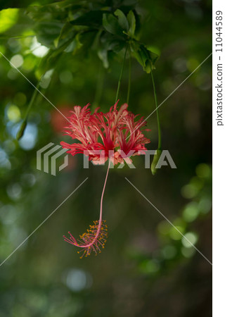 Fulinbrasso Fulinbrasso 11044589