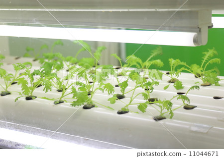 水培文化 11044671