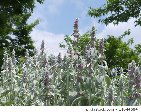 Ramsay Ramsay 11044684