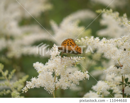 Astilbez和Chrysanthemum蝴蝶 11044688