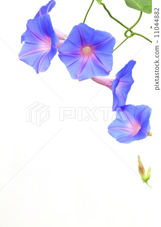 琉球牽牛花 11044882